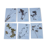 Set of 6 herbarium boards
