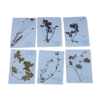 Set of 6 herbarium boards