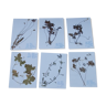 Set of 6 herbarium boards