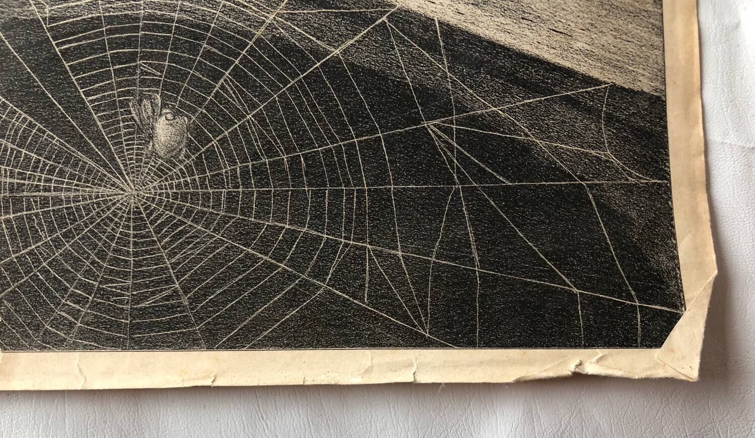 Zoological school poster representing the bat