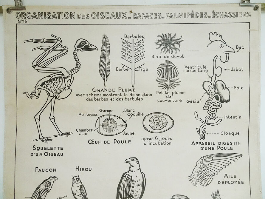 Hatier Poster Birds, The Gallinaceans