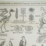 Hatier Poster Birds, The Gallinaceans