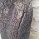 Cork oak bark dish