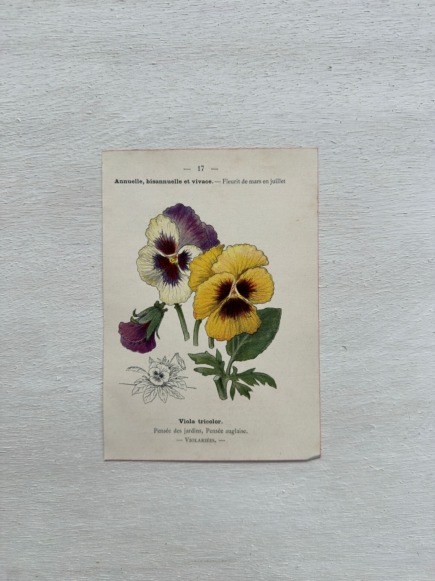 Botanical Plate 1800 Old Naturalist Engraving 19th Century Double-Sided