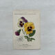 Botanical Plate 1800 Old Naturalist Engraving 19th Century Double-Sided