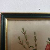 Vintage botanical illustration