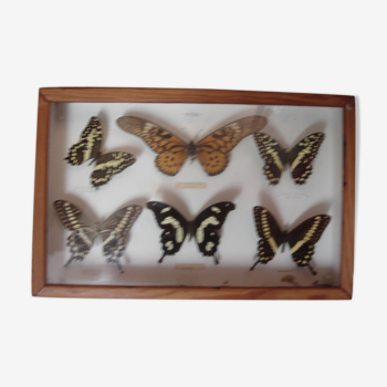 Naturalized butterflies collection from 1960/70