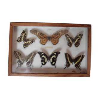 Papillons naturalisés collection de 1960/70