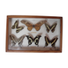 Papillons naturalisés collection de 1960/70