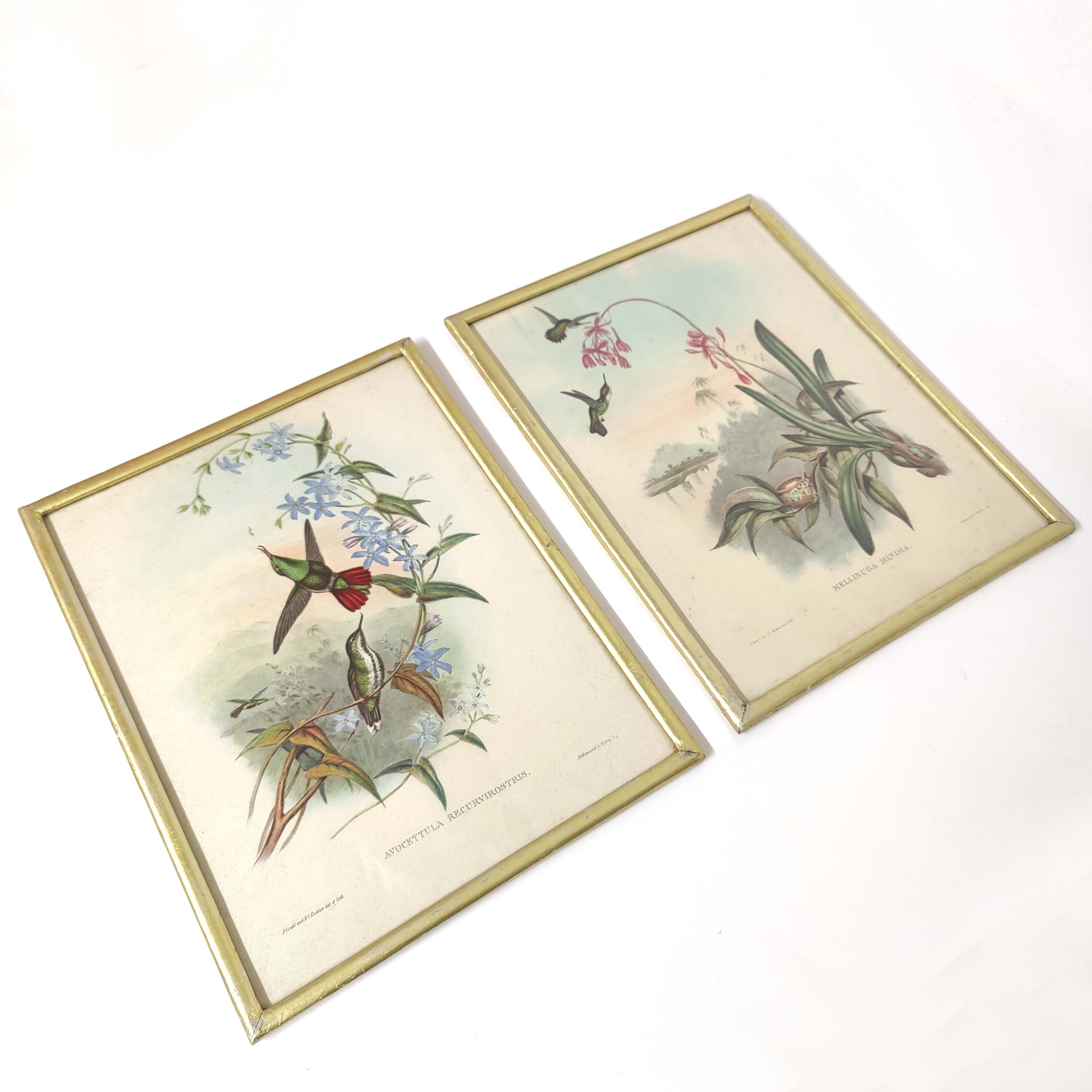 Lot 2 Bird lithographs by J. Gould and H-C Richter golden frame