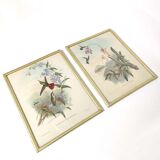 Lot 2 Bird lithographs by J. Gould and H-C Richter golden frame