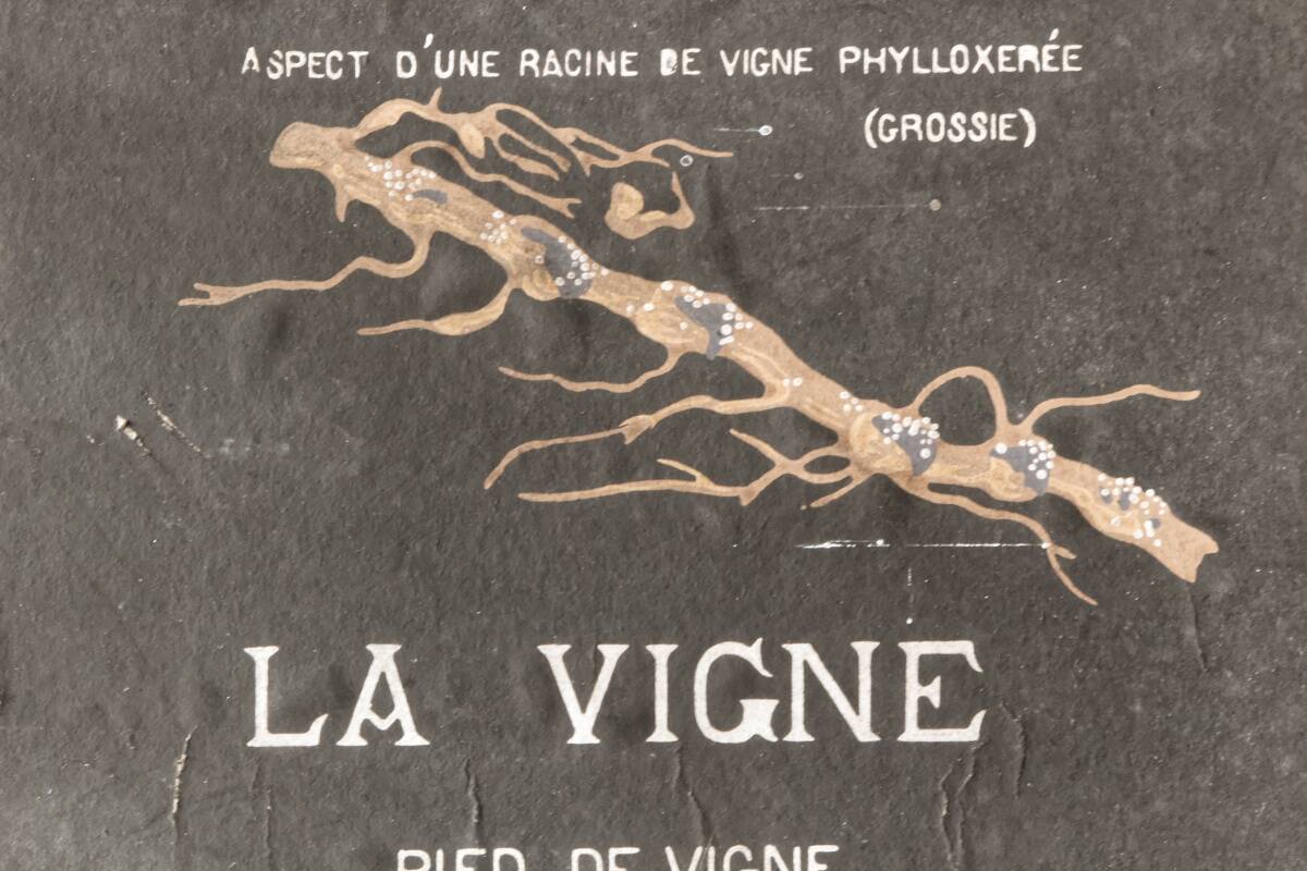 Affiche pédagogique "la vendange", Armengaud Ainé, 1880