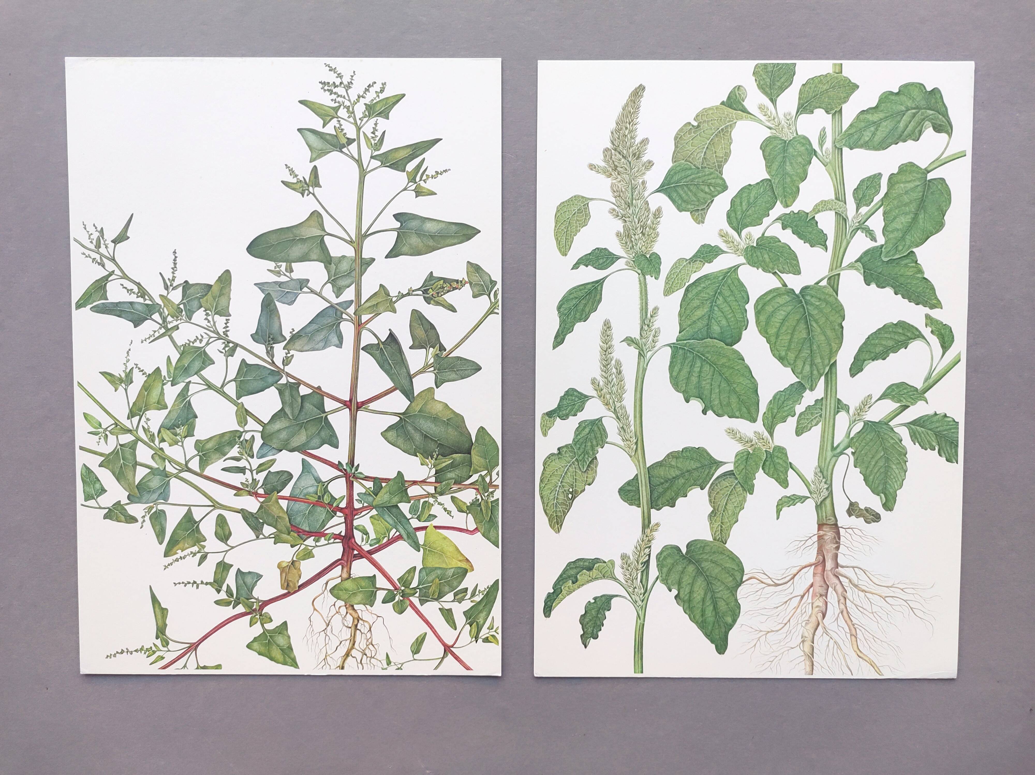 2 vintage botanical plates from 1978 - Orach hastée. Wild plant lot