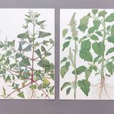 2 vintage botanical plates from 1978 - Orach hastée. Wild plant lot