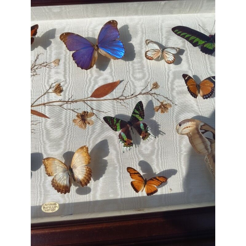 Lot de papillons exotique