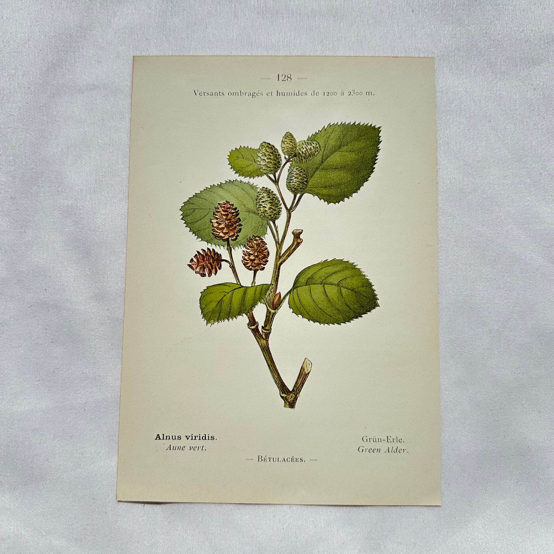 Old botanical engraving from the 19th century – Coloured botanical plates