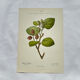 Old botanical engraving from the 19th century – Coloured botanical plates