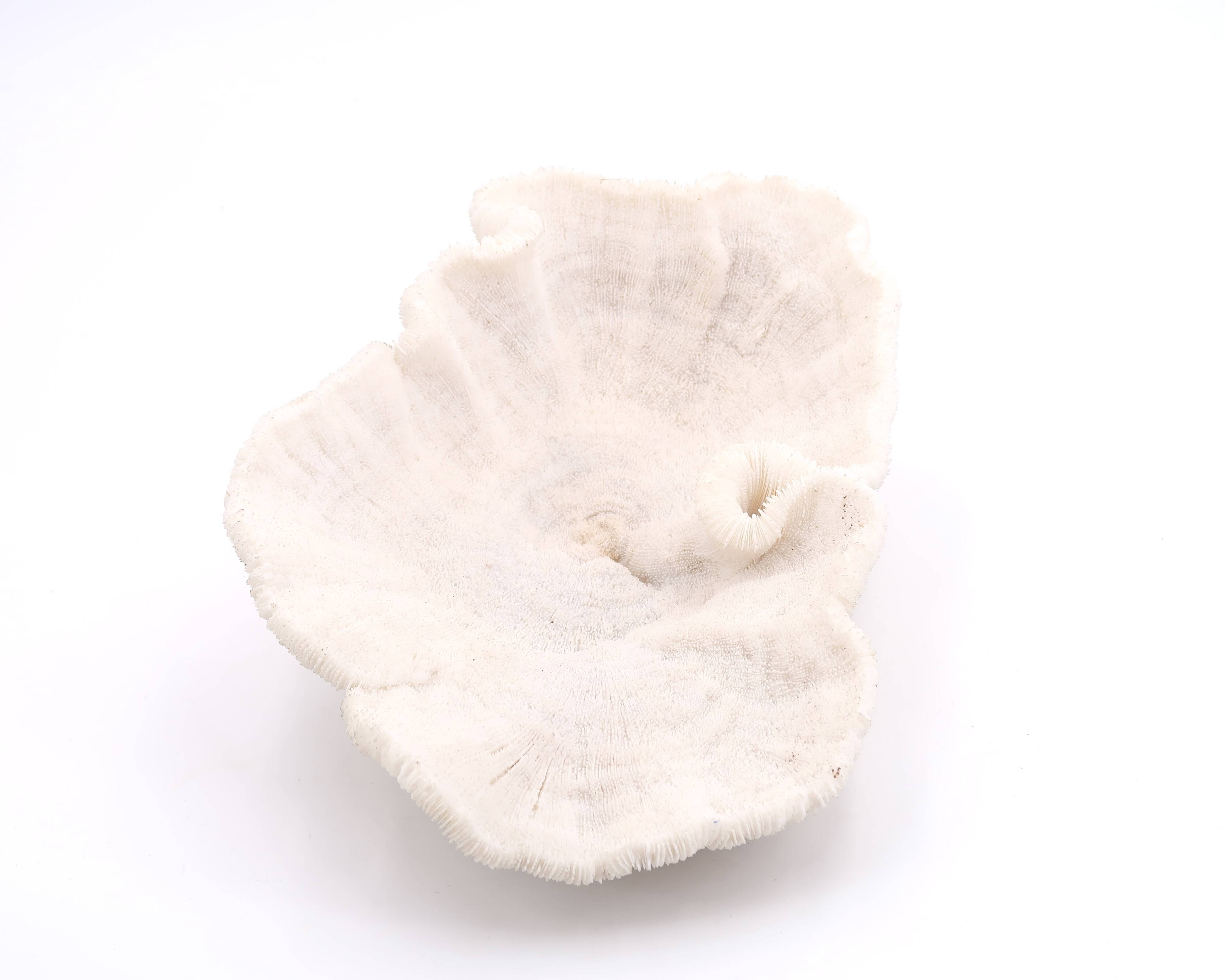 white coral empty pocket shape, cabinet of curiosities, 70s