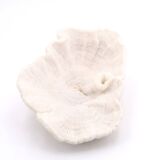 white coral empty pocket shape, cabinet of curiosities, 70s