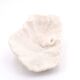 white coral empty pocket shape, cabinet of curiosities, 70s