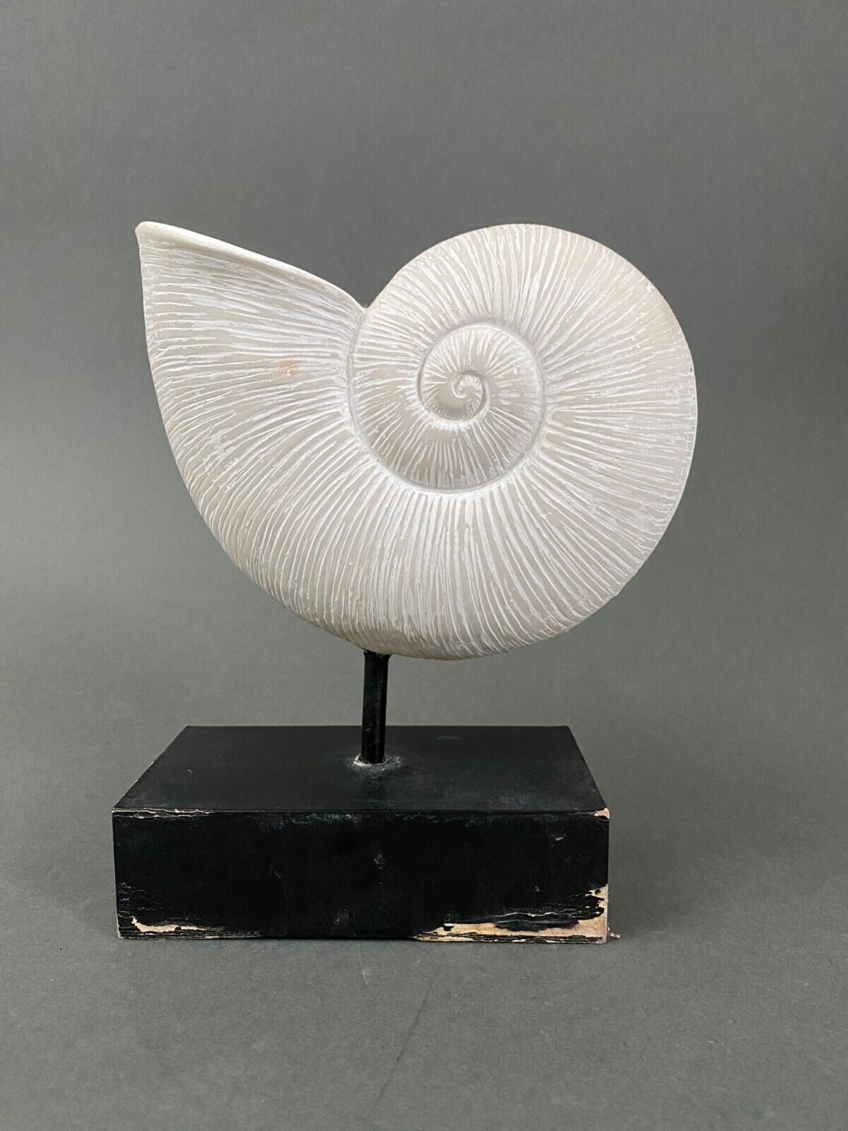 Plaster shell on blackened wooden base cabinet of curiosities XXth