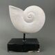 Plaster shell on blackened wooden base cabinet of curiosities XXth