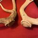 Bois de cerf
