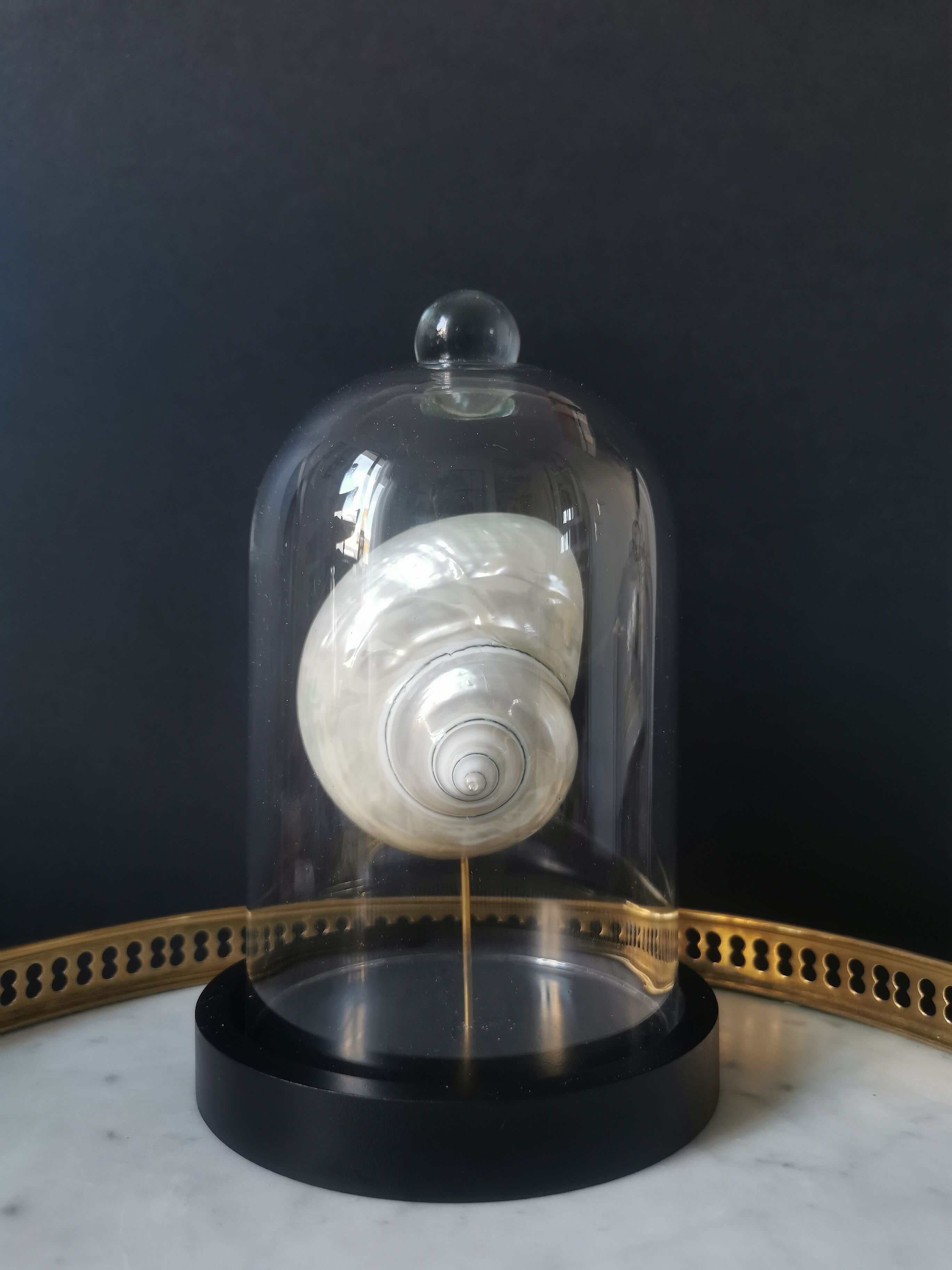 Pearl Turbo shell under glass globe. H. 18,5cm