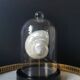Pearl Turbo shell under glass globe. H. 18,5cm
