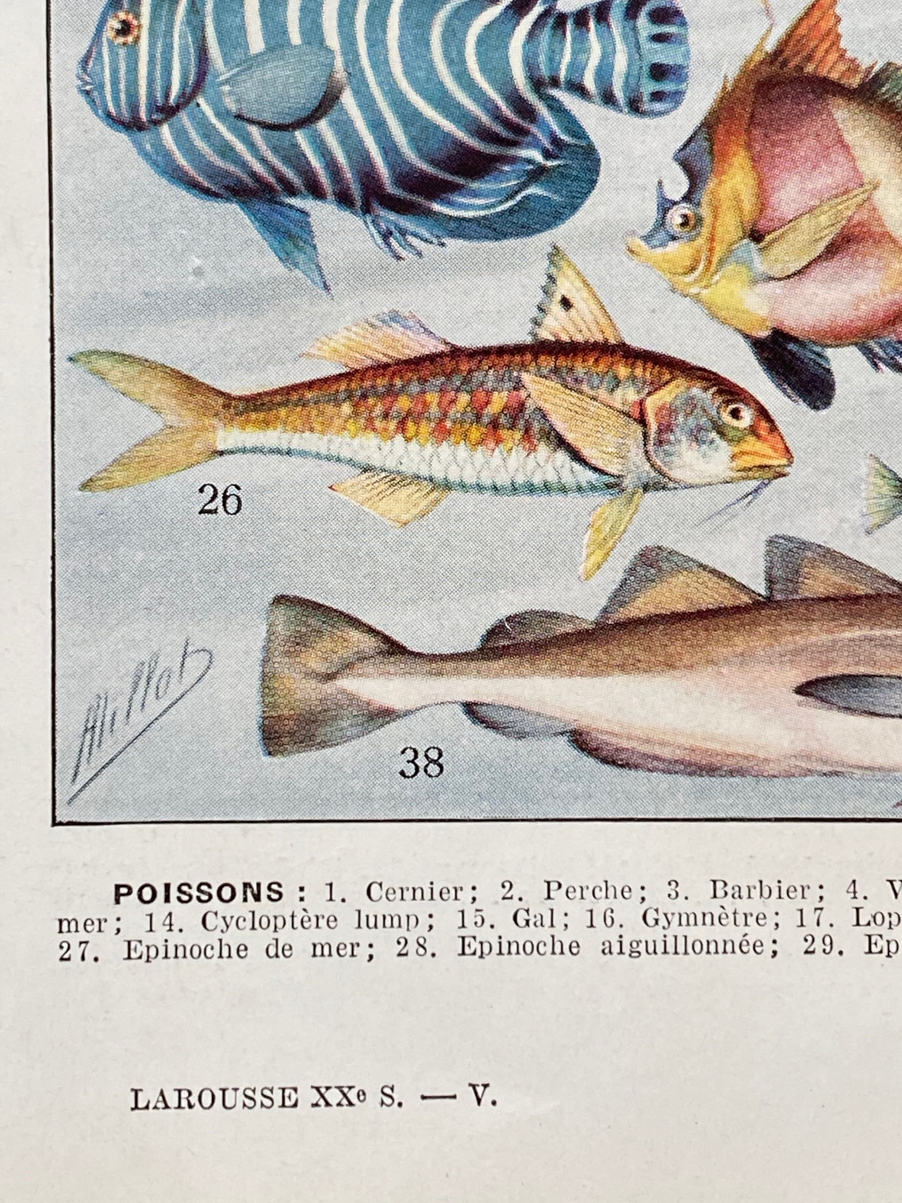 Old illustration Millot "Fish"
