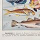 Old illustration Millot "Fish"