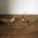Brass pheasant couple