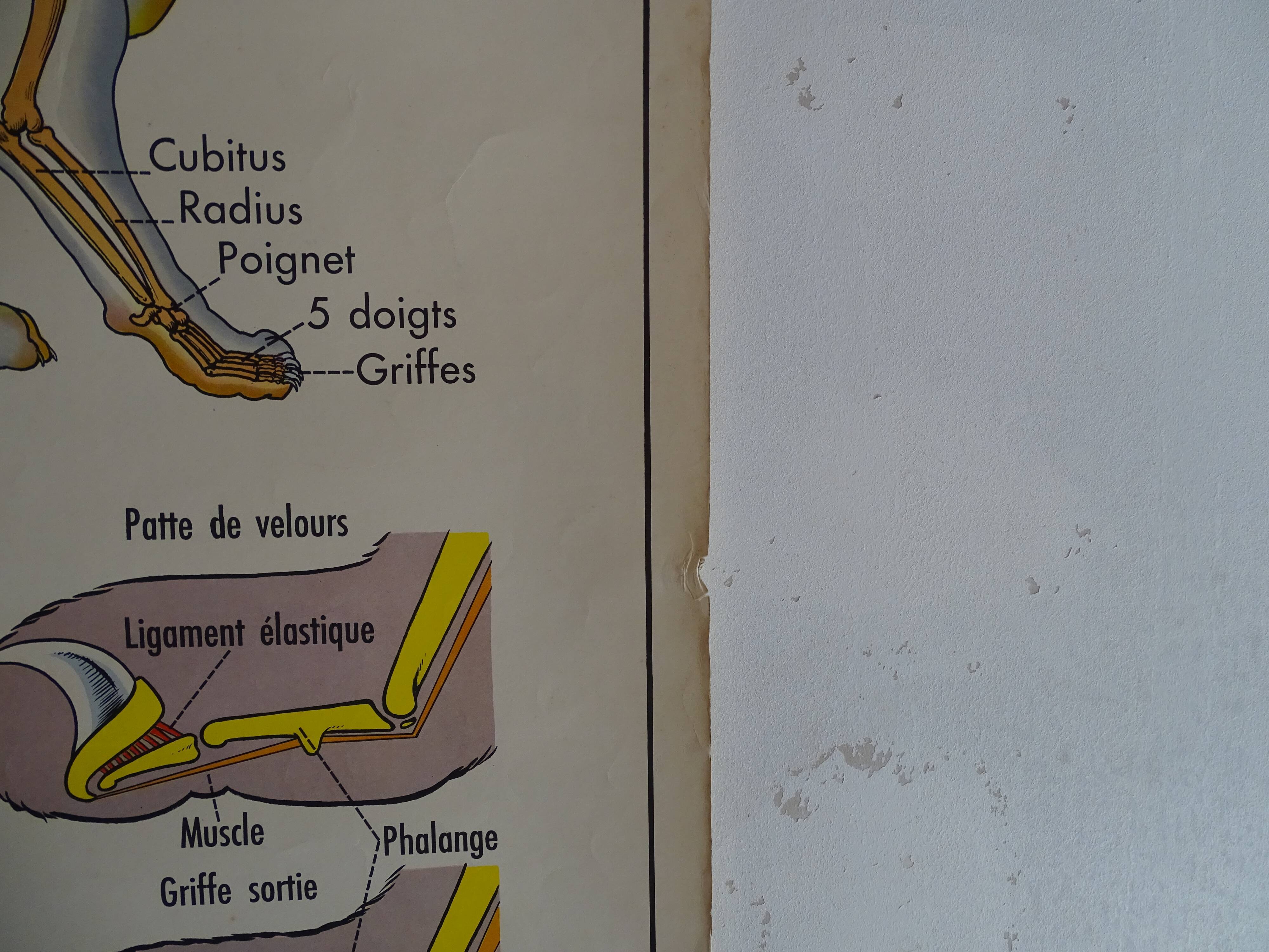 School poster on both sides anatomy the cat and pig . Edition MDI.1964