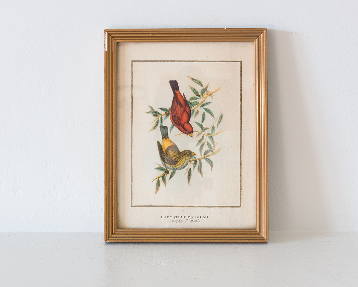 Frameworks of natural history
