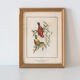 Frameworks of natural history