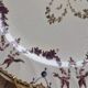 Antique English plate Clarendon P.b.&s – decoration of mauve birds & flowers – Oriental Ivory
