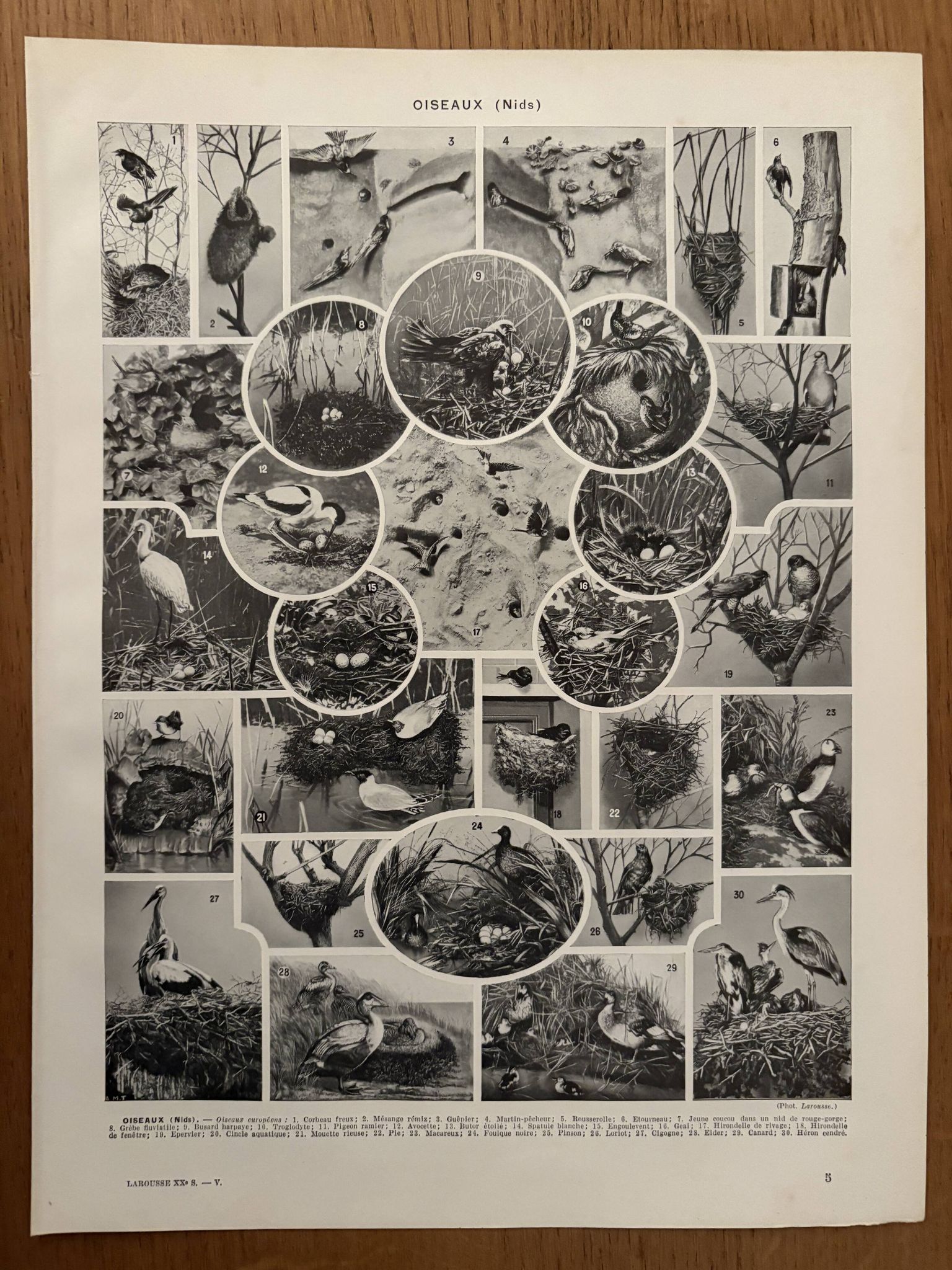 Planche illustrée vintage sur les oiseaux, perroquet, 1930