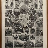 Planche illustrée vintage sur les oiseaux, perroquet, 1930