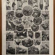 Planche illustrée vintage sur les oiseaux, perroquet, 1930