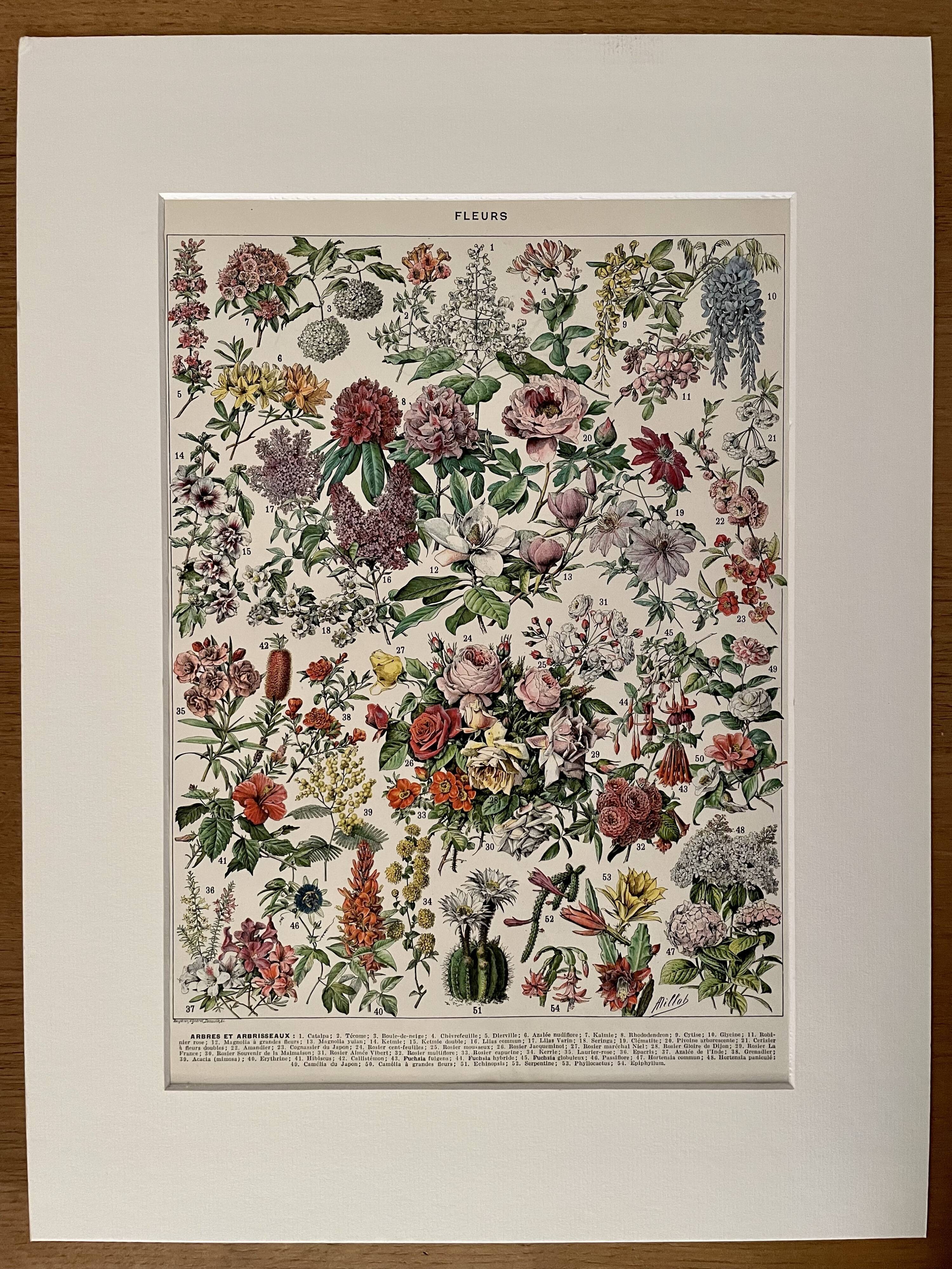 Lithograph on flowers (trees and shrubs) - 1930