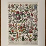 Lithograph on flowers (trees and shrubs) - 1930