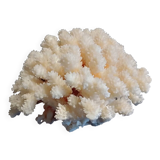 Ancient Coral