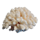 Ancient Coral