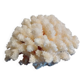 Corail ancien
