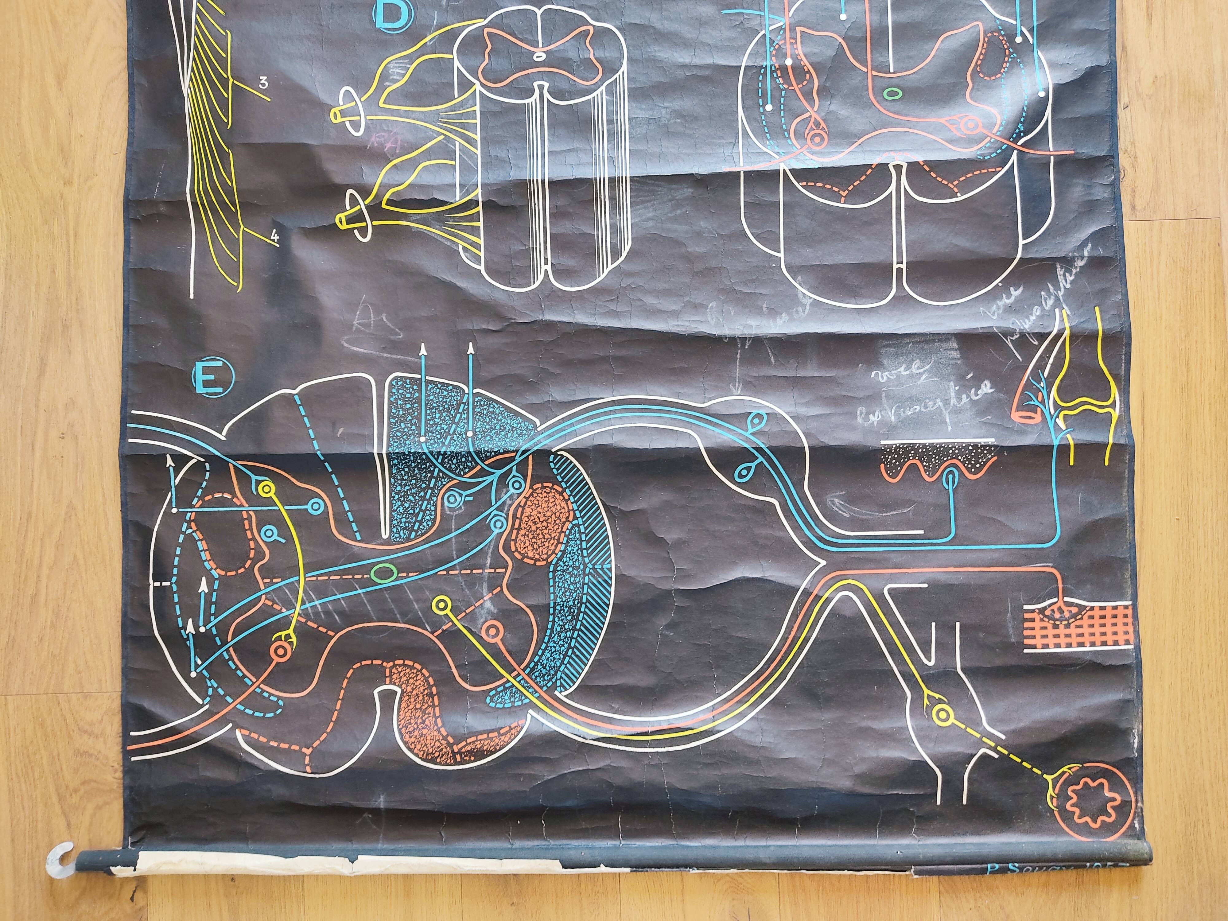 Educational poster La Moëlle épinière Auzoux P. Sougy