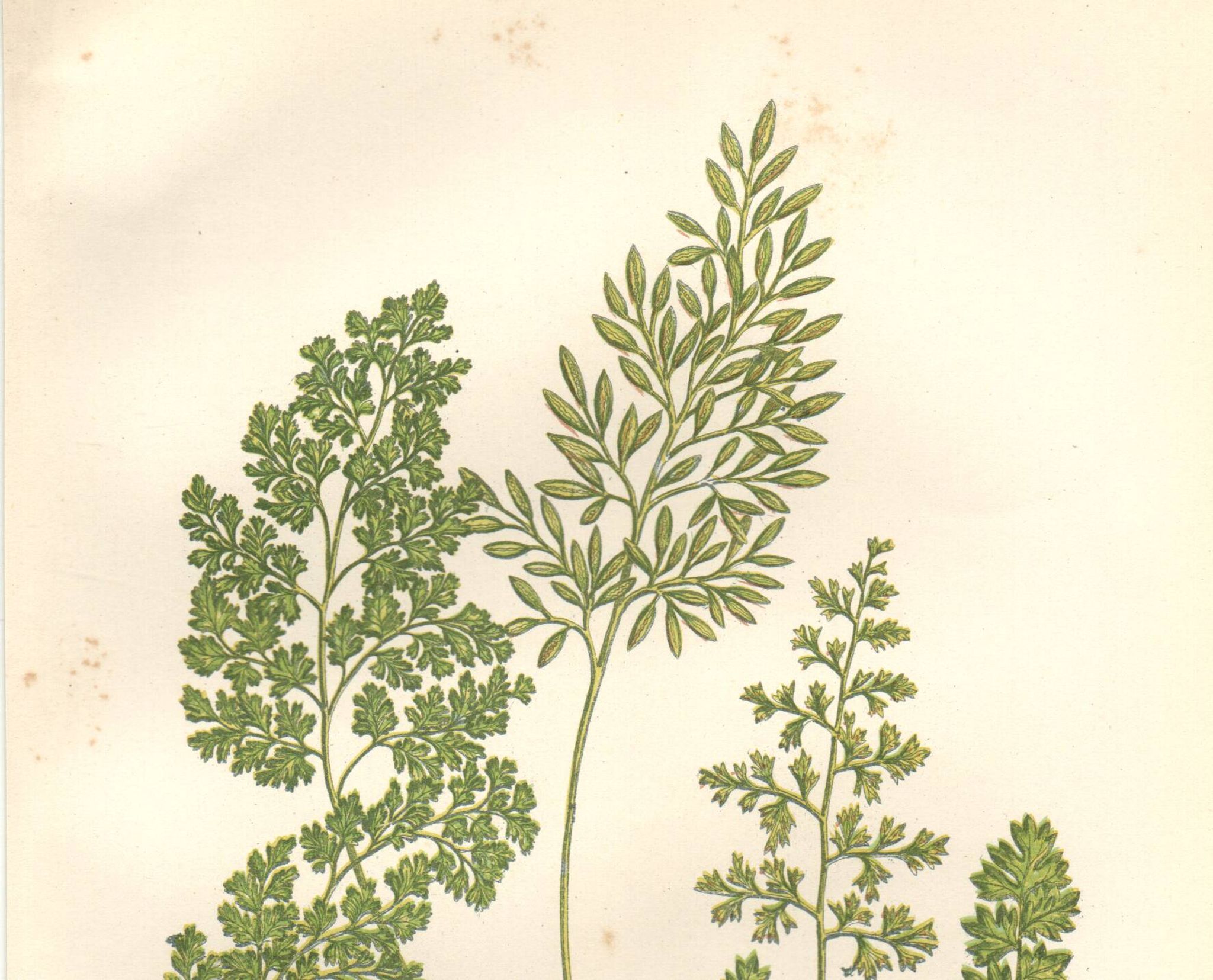 Antique botanical lithograph, 1889. Ferns and parsley by A. Pratt. Engraving