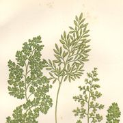 Antique botanical lithograph, 1889. Ferns and parsley by A. Pratt. Engraving