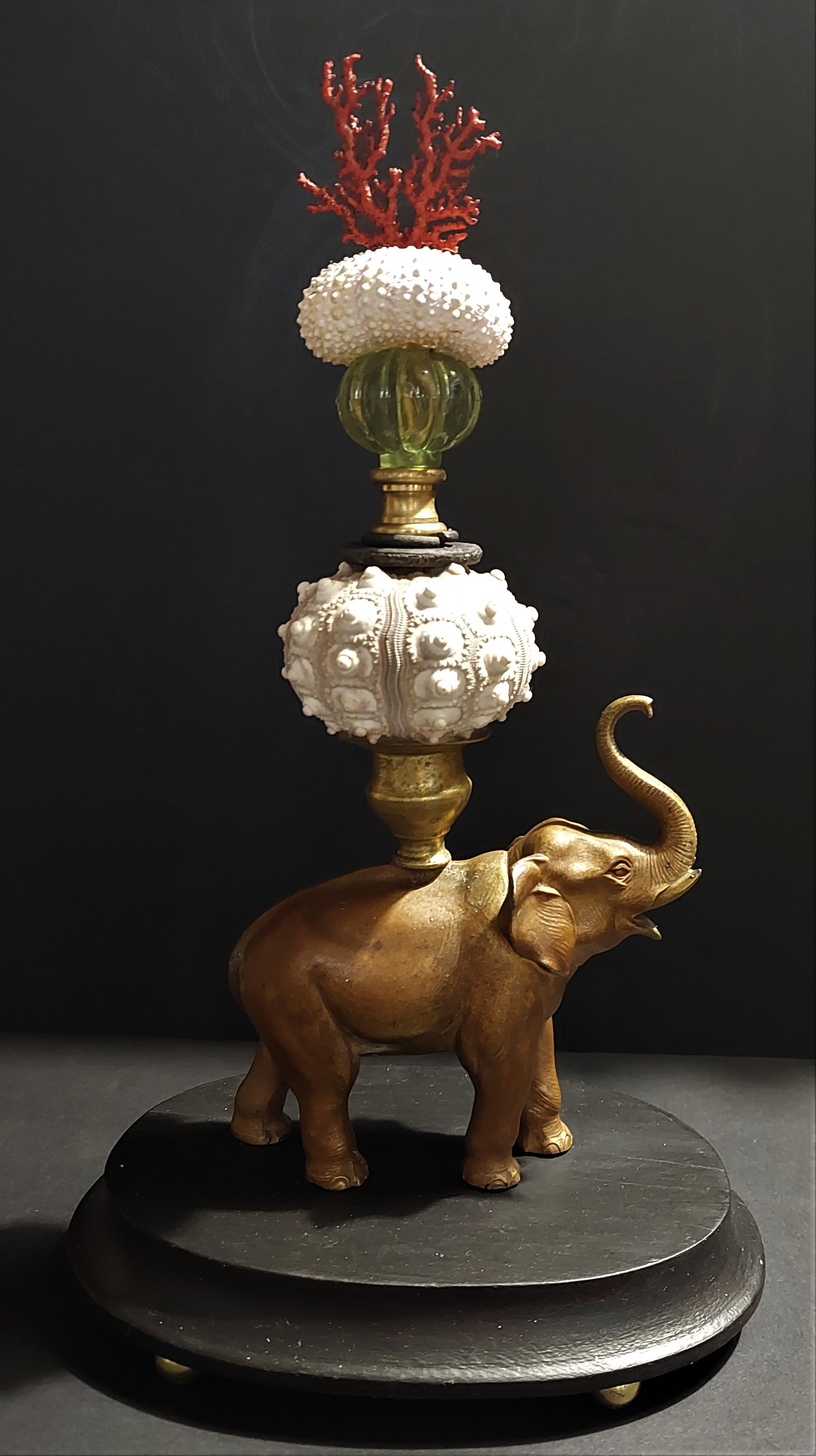 Cabinet of Curiosities composition with sea urchins and gorgon paramuricea clavata