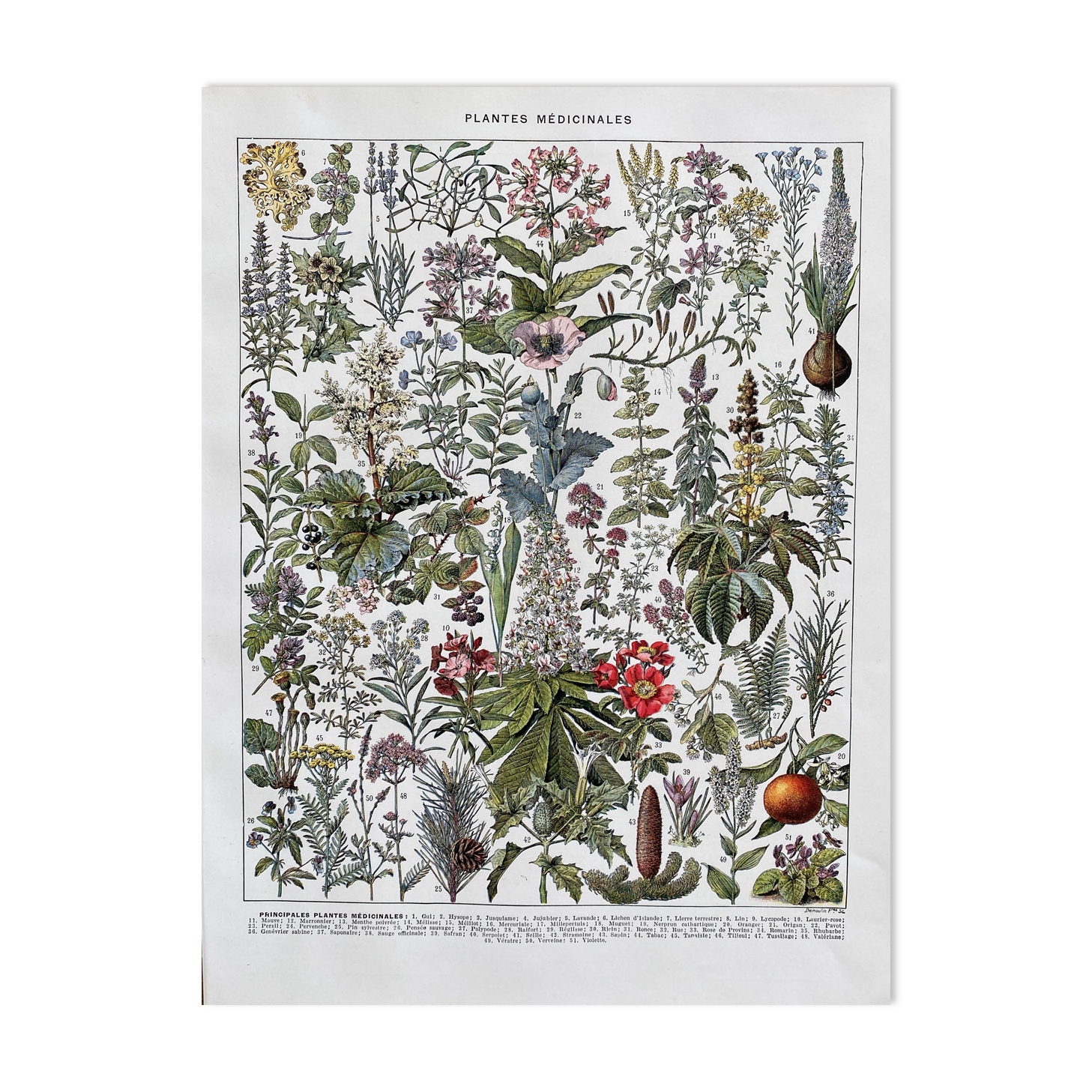 Ancient illustration "medicinal plants"