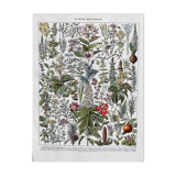 Ancient illustration "medicinal plants"